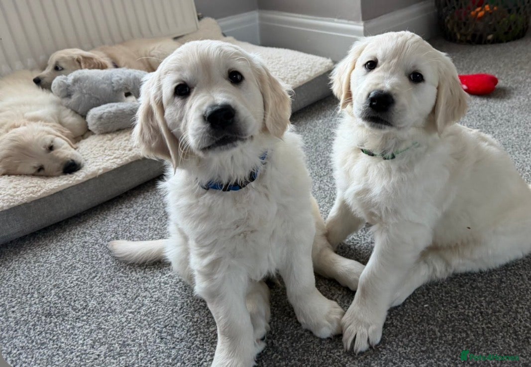 Golden Retriever dogs Golden retriever  - Advert 6