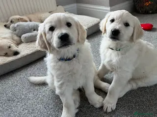 Golden Retriever dogs Golden retriever - Advert 6