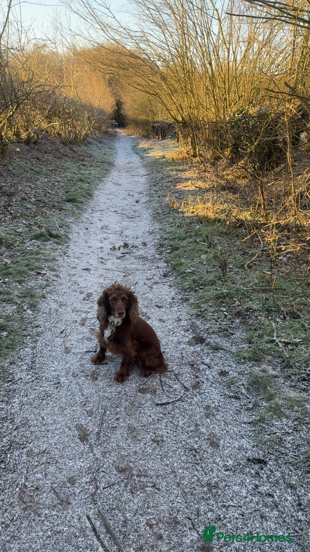 Cocker Spaniel dogs for stud: PROVEN KC CHOCOLATE WORKING COCKER SPANIEL STUD - Advert 2