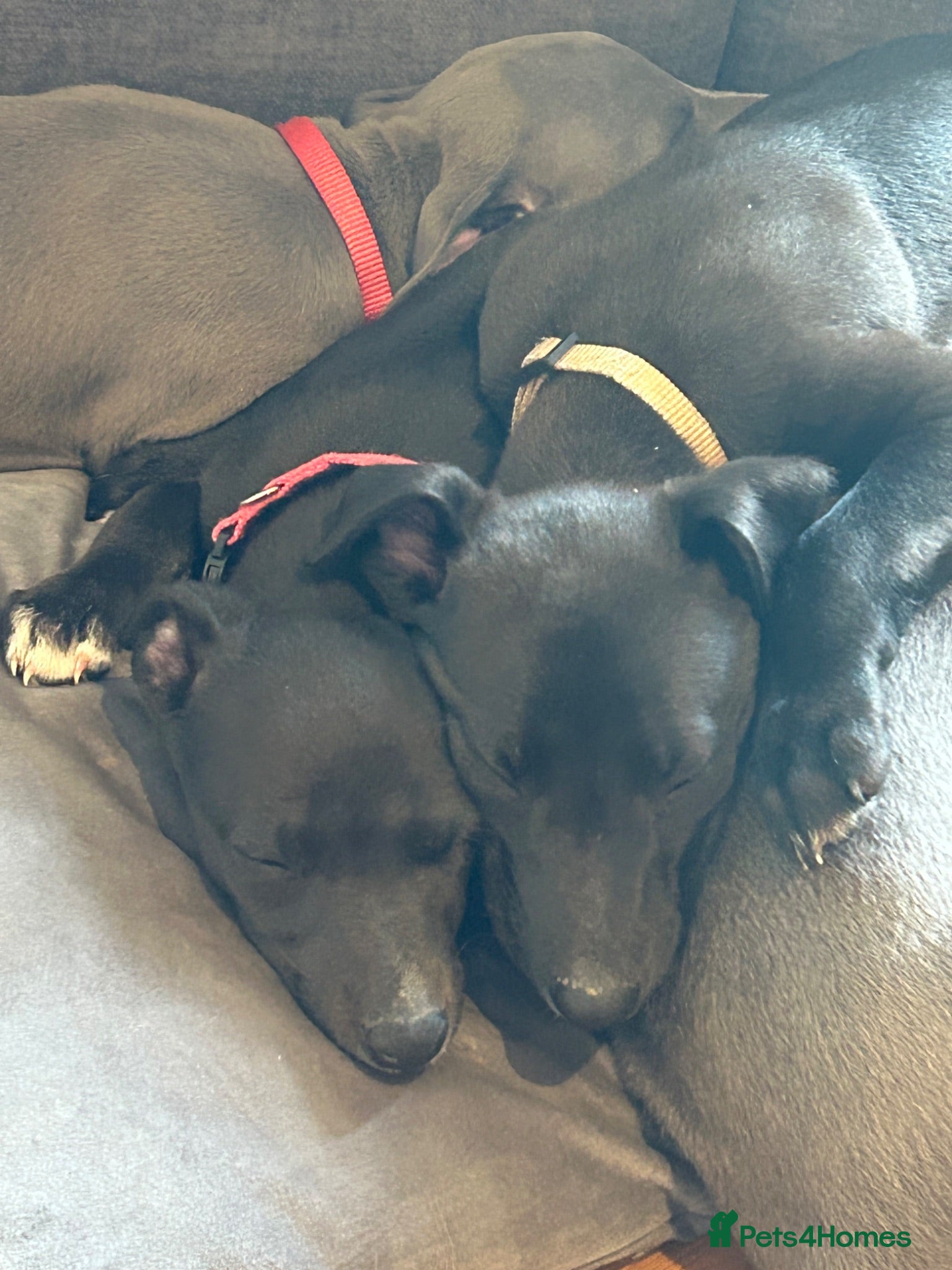 Whippet dogs Summer’s lovely puppies  - Advert 2