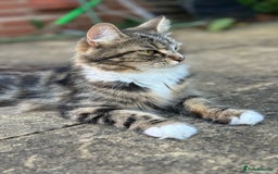 Maine Coon cats for sale: Female  shadow  - Image 3