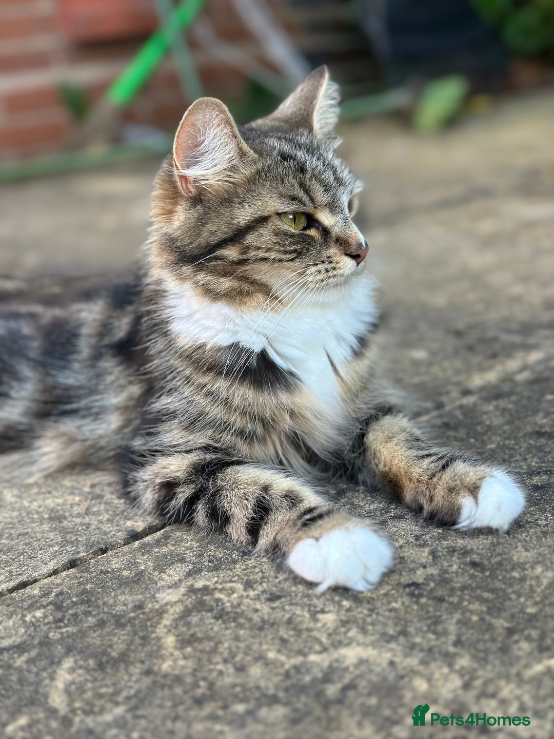 Maine Coon cats for sale: Female  shadow  - Image 3