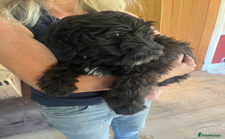 Portuguese Water Dog dogs - Advert 1
