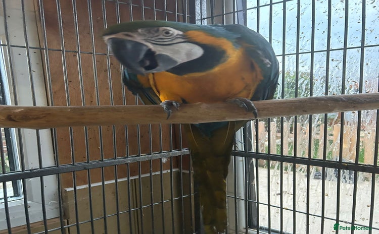 Macaws birds - Advert 15