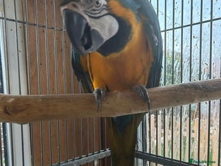 Macaws birds - Advert 17