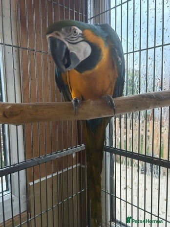 Macaws birds - Advert 15
