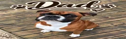 Boxer dogs for sale: Beautiful Boxer Puppies for Sale in Stirling - Advert 10
