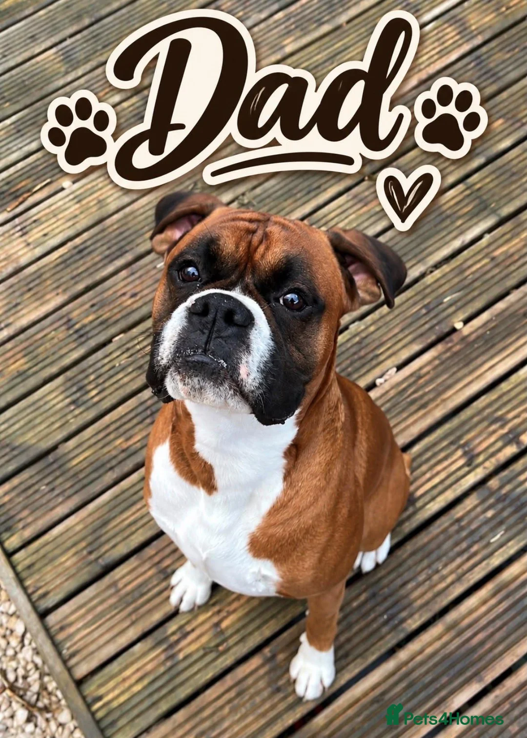 Boxer dogs for sale: Beautiful Boxer Puppies for Sale in Stirling - Advert 10