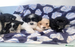 Cockapoo dogs for sale: Cockerpoo puppies ready to leave  - Image 5
