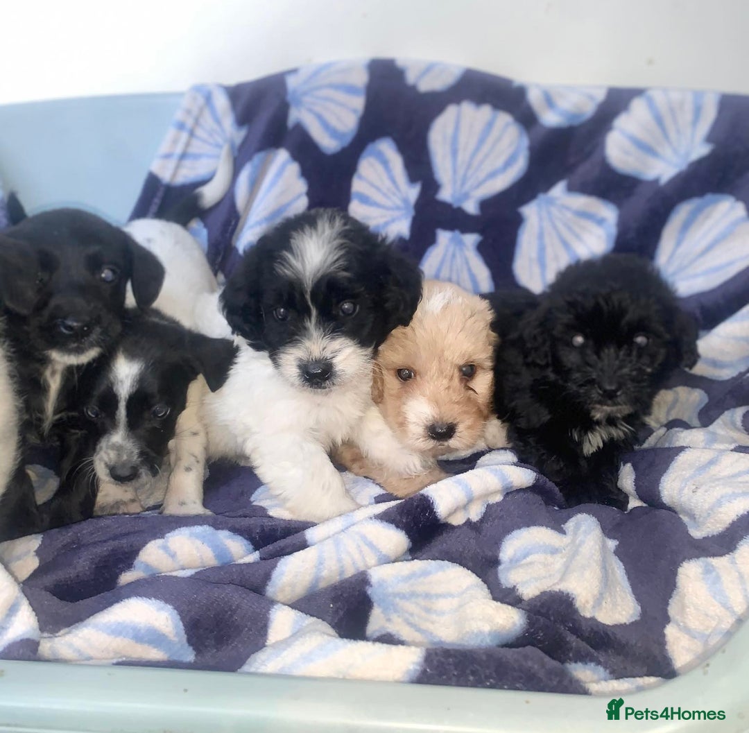 Cockapoo dogs for sale: Cockerpoo puppies ready to leave  - Image 5