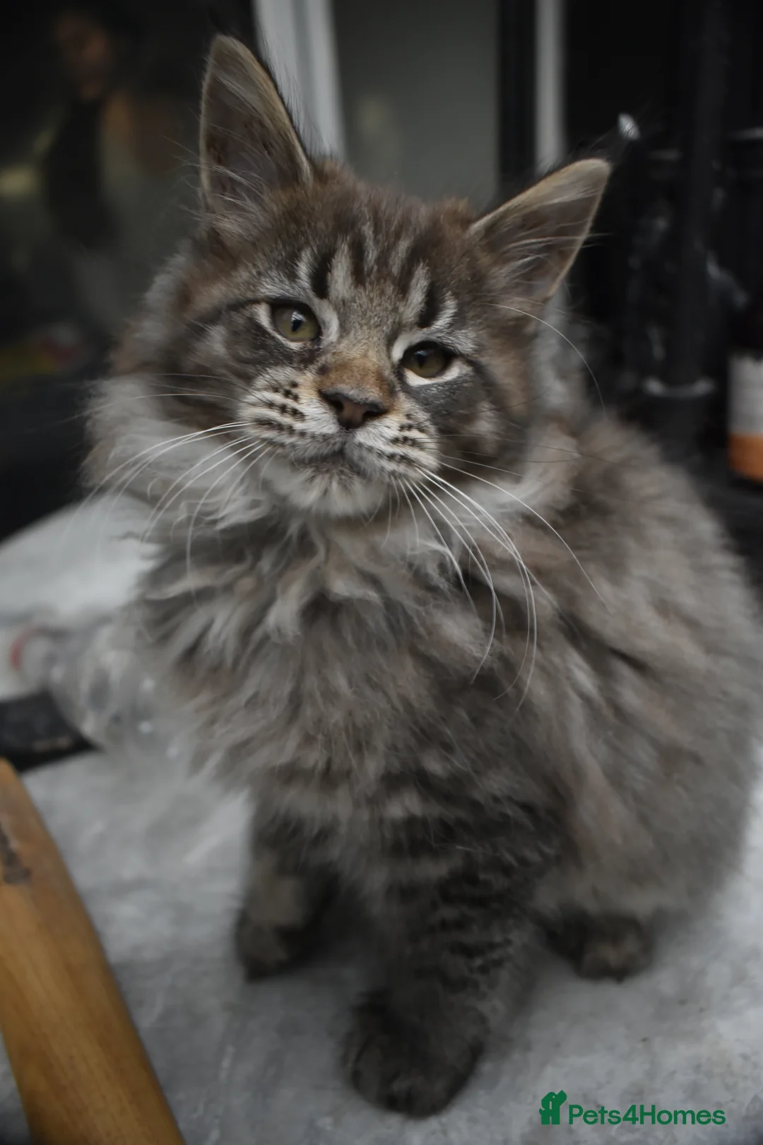 Maine Coon cats for sale: Gorgeous Champion Bloodline Maine Coon Kittens - Advert 34