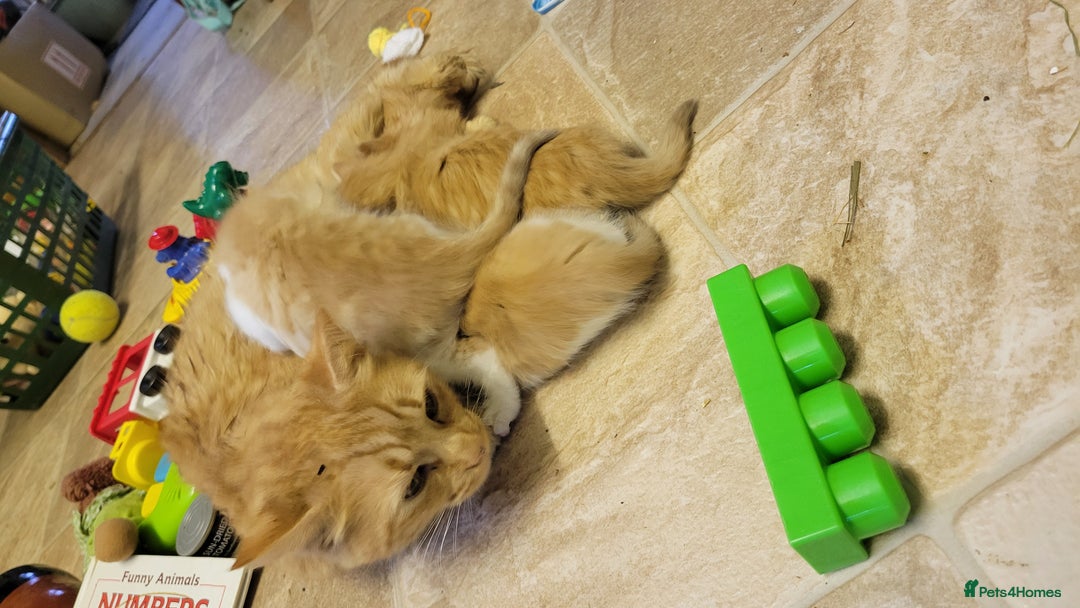 Domestic Shorthair cats for sale: 5 ginger kittens - Advert 7