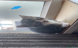 Bengal cats for sale: Beautiful kittens💕 - Advert 11