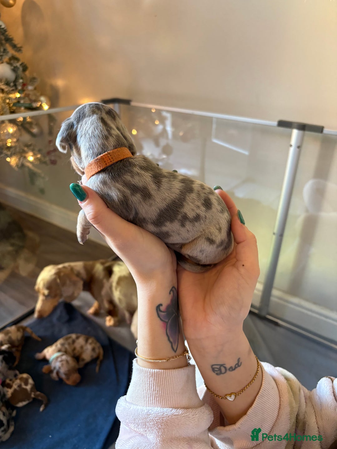 Miniature Dachshund dogs for sale: Miniature dachshund  - Advert 7