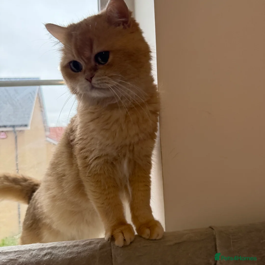 British Shorthair cats for stud: Golden Chocholate bsh - Advert 2