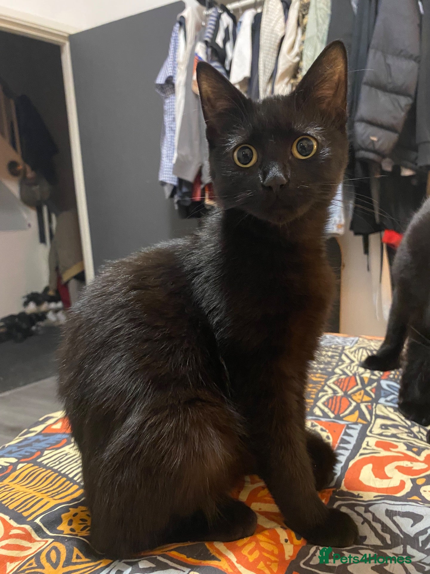 Mixed Breed cats 2 lovely black kittens - Advert 13