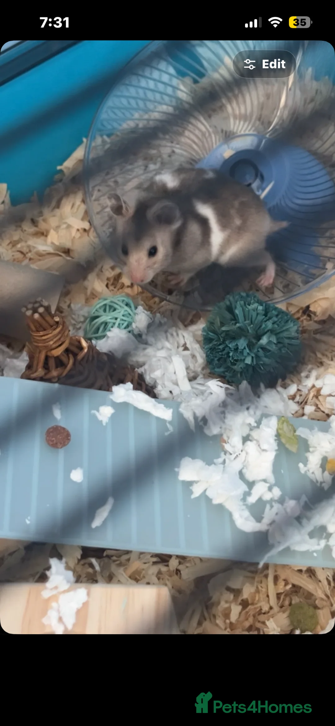 Hamster rodents for sale: Tame Female Syrian Hamster  in Milton Keynes - Advert 2