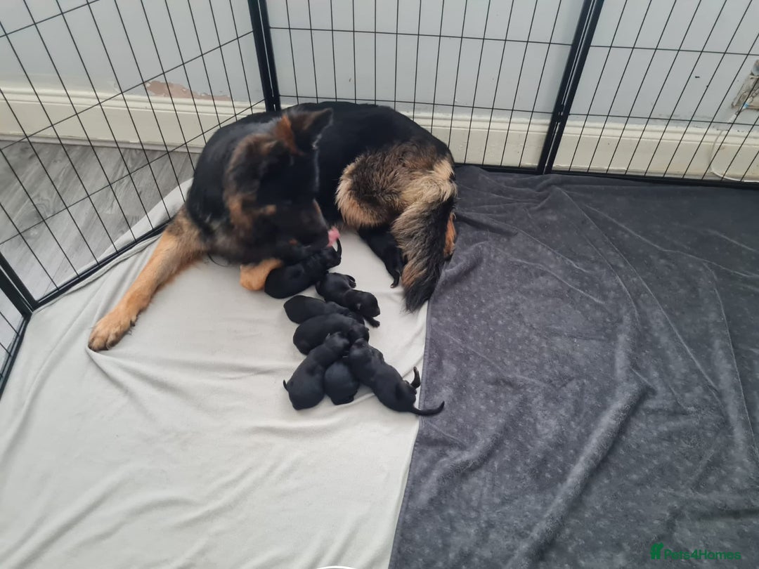 German Shepherd dogs for sale: German shepherd  - Image 4
