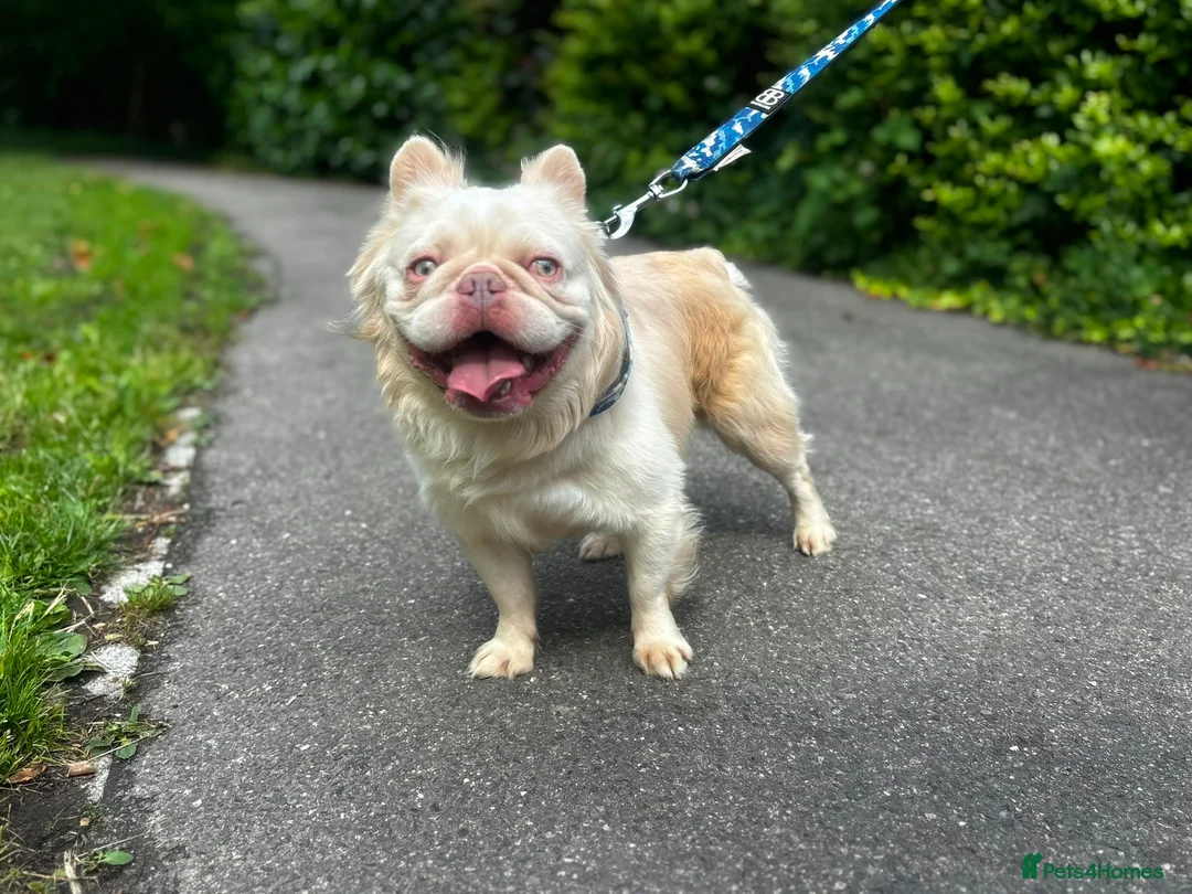 French Bulldog dogs for sale: Fluffy French Bulldog  - Advert 1