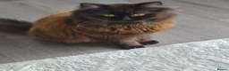 British Shorthair cats for sale: British short haired x maincoon polydactyl kittens - Advert 7