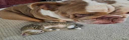 Mixed Breed cats for sale: Mix breed kittens mum is bengal cross - Advert 18