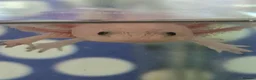 Axolotl reptiles for sale: Juvenile axolotls - Advert 2
