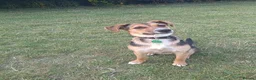 Mixed Breed dogs for adoption: Amazing Millie for adoption  - Advert 4