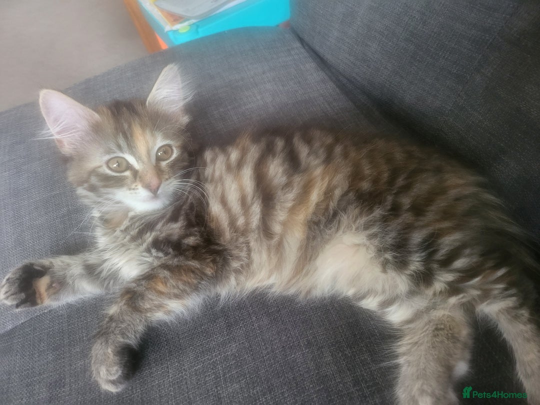 Mixed Breed cats for sale: Last one!!! - Image 4