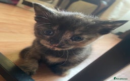 Mixed Breed cats for sale: 1 Gorgeous Tortoiseshell Left! - Image 4