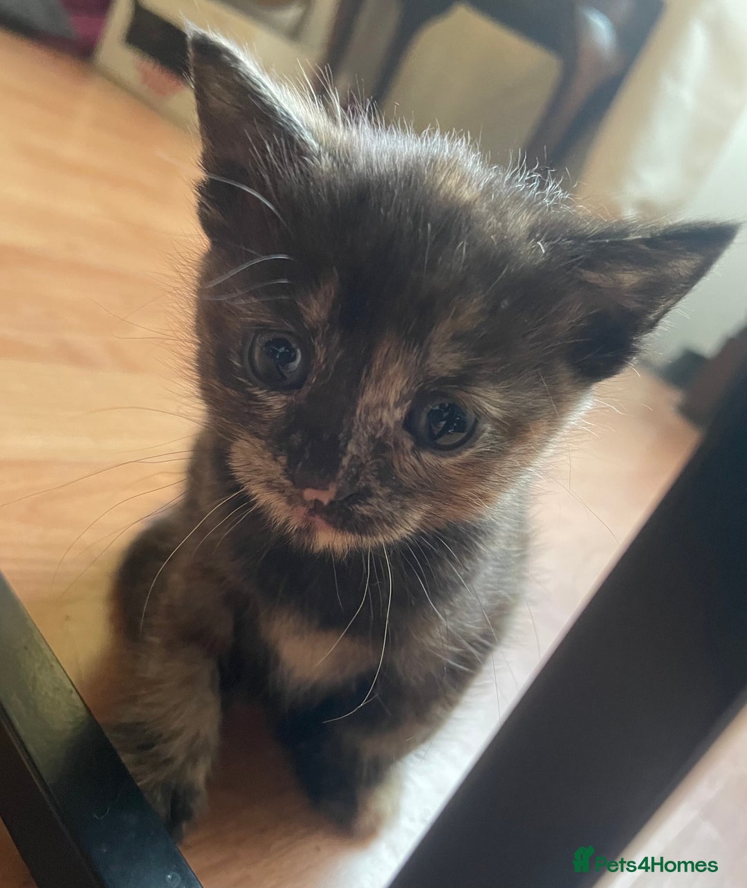 Mixed Breed cats for sale: 1 Gorgeous Tortoiseshell Left! - Image 4