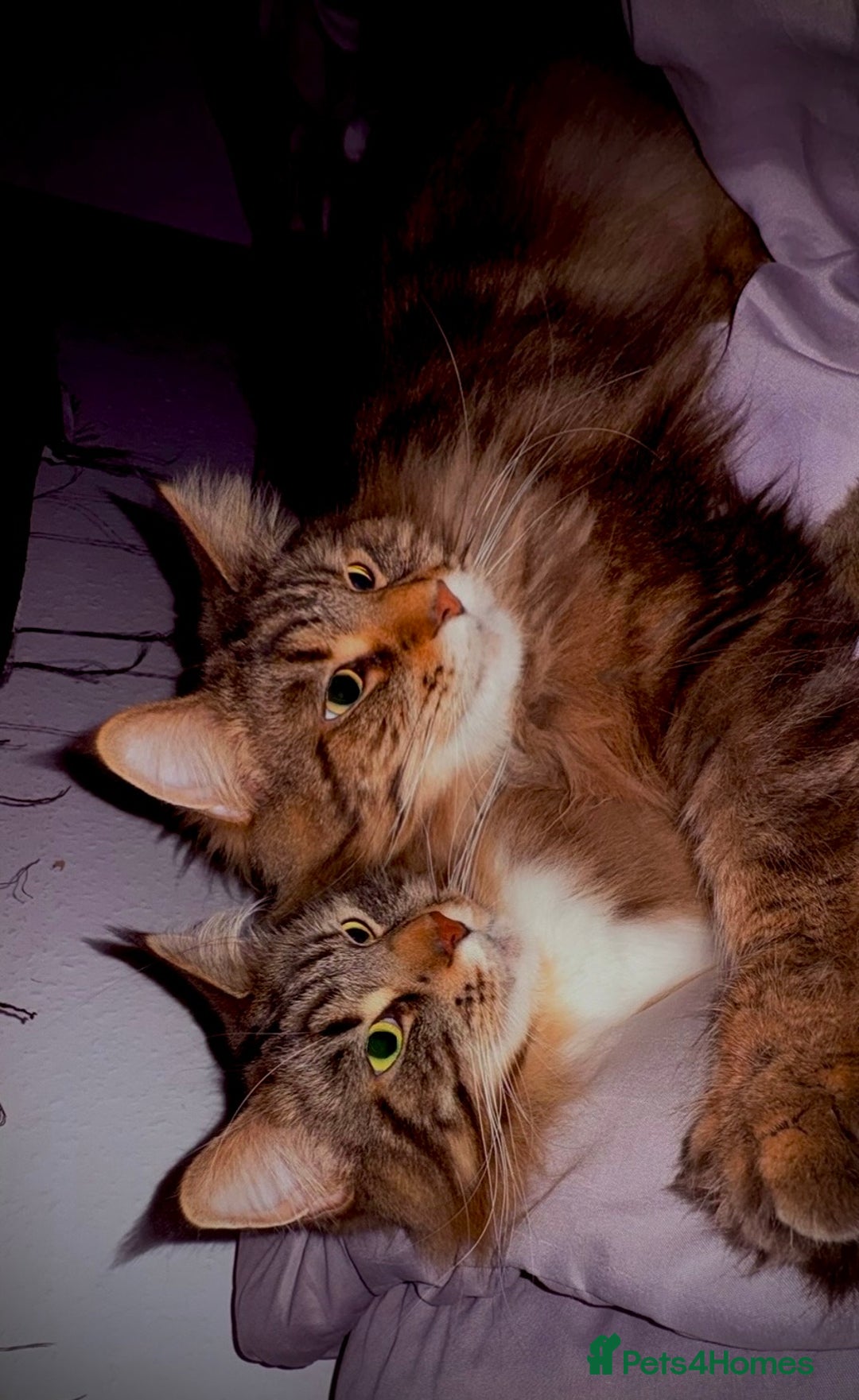 Maine Coon cats for sale: Two four year old Maine coon cats (mixed) - Image 8
