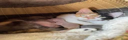 Devon Rex cats for sale: very beautiful Devon Rex boy - Advert 10
