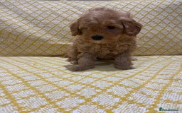 Maltipoo dogs for sale: 💖BEAUTIFUL LICENSED-BRED MALTIPOOS 💖 - Image 23
