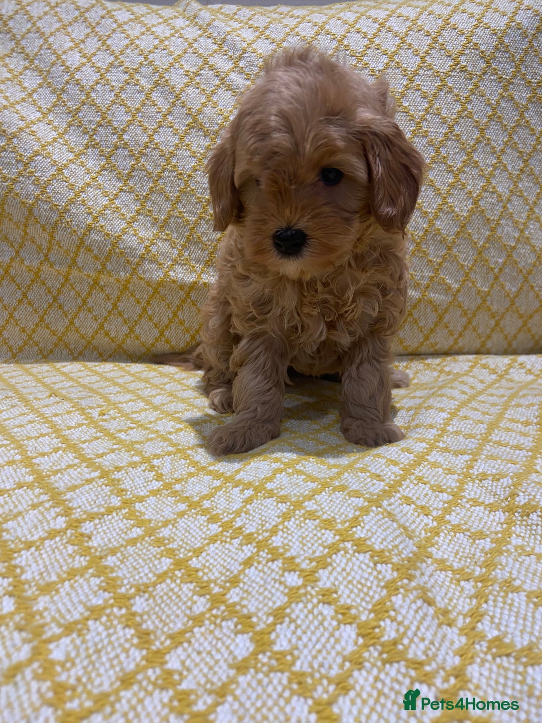 Maltipoo dogs for sale: 💖BEAUTIFUL LICENSED-BRED MALTIPOOS 💖 - Image 23