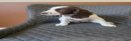 Sprocker dogs for sale: Beautiful Sprocker pups ready now. - Advert 10