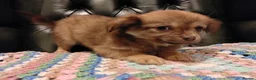 Chihuahua dogs for sale: Chihuahua Puppies for sale, Ready for loving homes - Advert 12