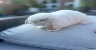 Mini Lop rabbits - Advert 15