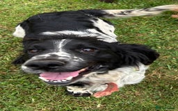 Cocker Spaniel dogs for sale: ONE GORGEOUS WORKING COCKER SPANIEL PUP - Advert 9