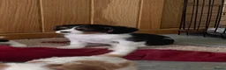Cavalier King Charles Spaniel dogs for sale: K C Reg Cavalier King Charles - Advert 11