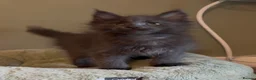 Maine Coon cats for sale: Beautiful pedigree Maine Coon kittens READY NOW - Advert 10