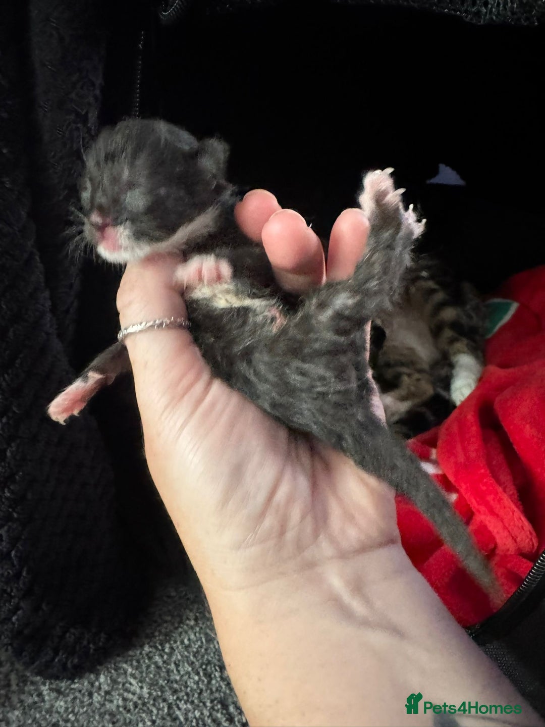 Mixed Breed cats for sale: Black and white kittens  - Image 17