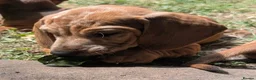 Dachshund dogs for sale: Gorgeous sausage dog puppies  - Advert 25