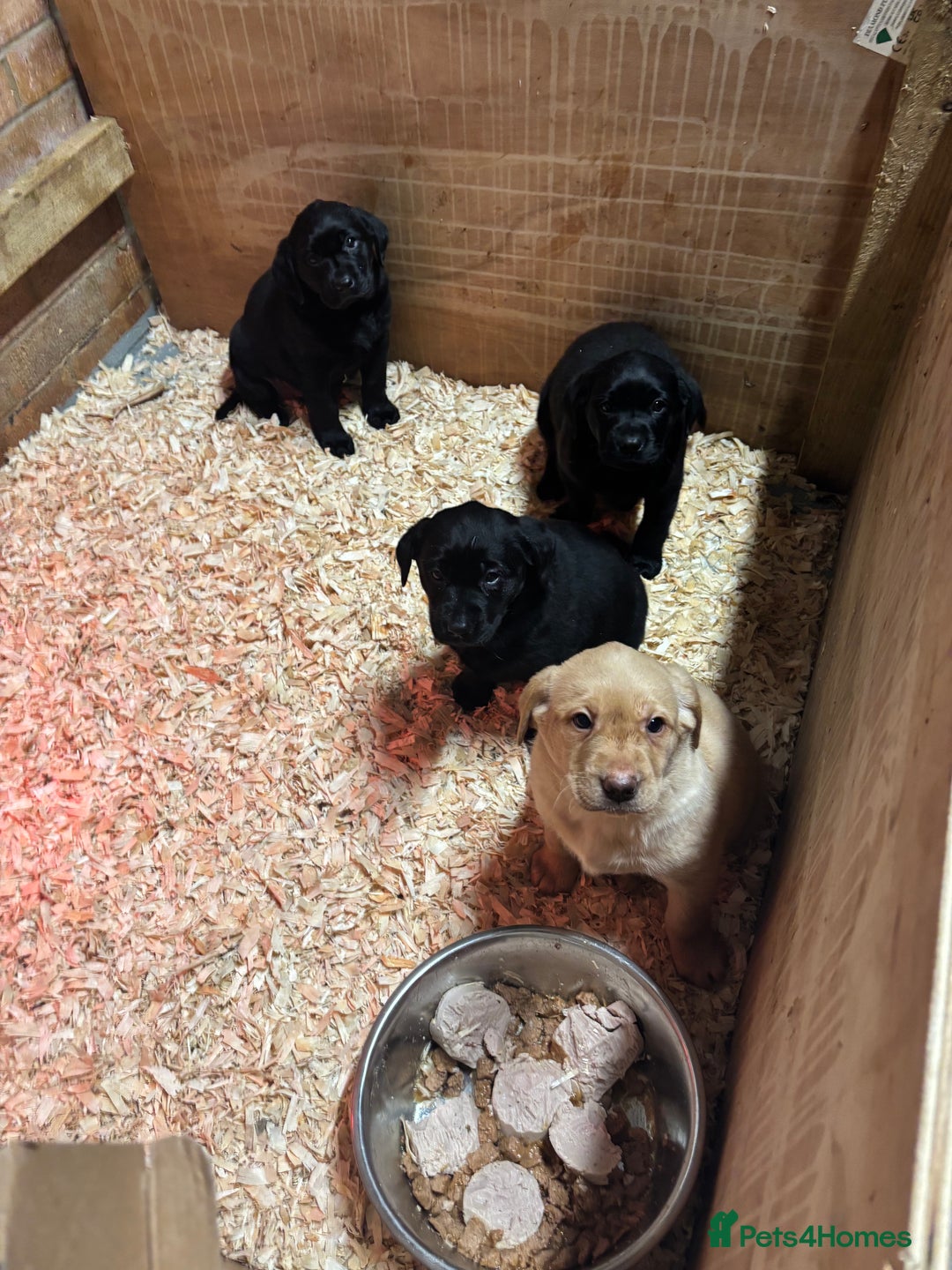 Labrador Retriever dogs for sale: Pure chunky Labrador puppies - Advert 7