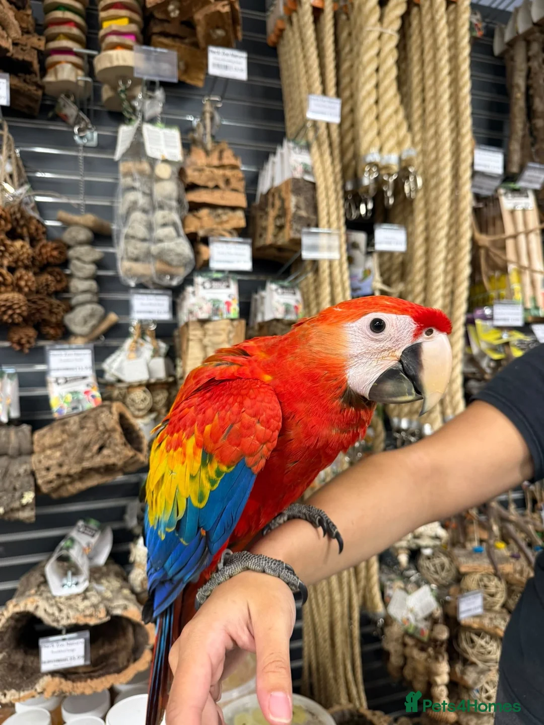 Macaws birds for sale: Beautiful baby handreared Scarlet Macaw  - Advert 1