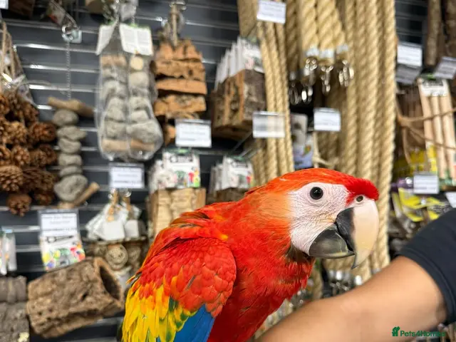 Macaws birds Beautiful baby handreared Scarlet Macaw - Advert 1