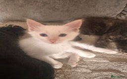 Ragdoll cats for sale: Ragdoll kitten  - Image 24