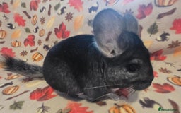 Chinchilla rodents for sale: Black pearl Carriers - Image 7