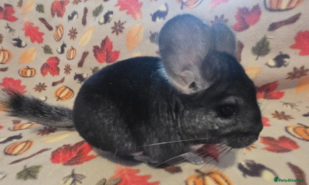 Chinchilla rodents for sale: Black pearl Carriers - Image 7