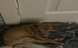 Lurcher dogs for sale: Collie,whippet,greyhound/saluki,bull,greyhound  - Image 11