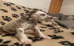 Dalmatian dogs for sale: KC Dalmatian Puppies  - Image 10
